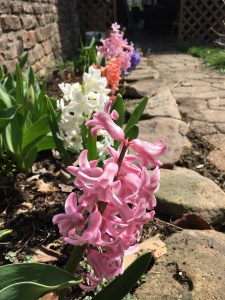 spring hyacinths
